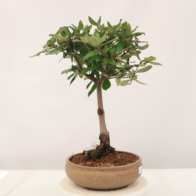 Outdoor bonsai-Kalina Bodnanská - Viburum carlesii
