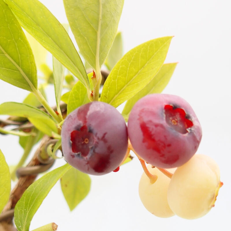 Outdoor bonsai - Canadian blueberry - Vaccinium corymbosum