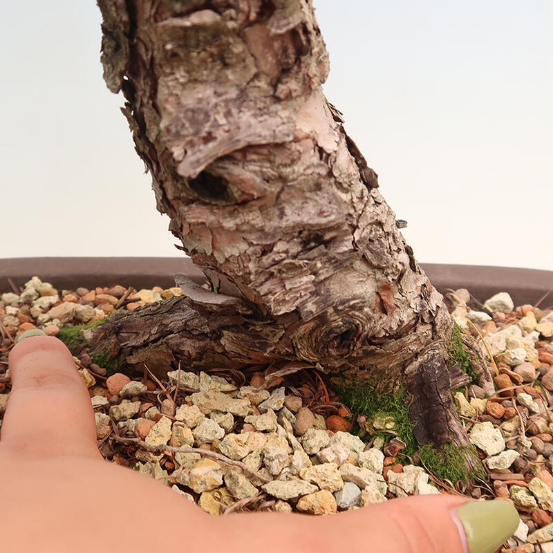 Outdoor bonsai - Larix decidua - Larch