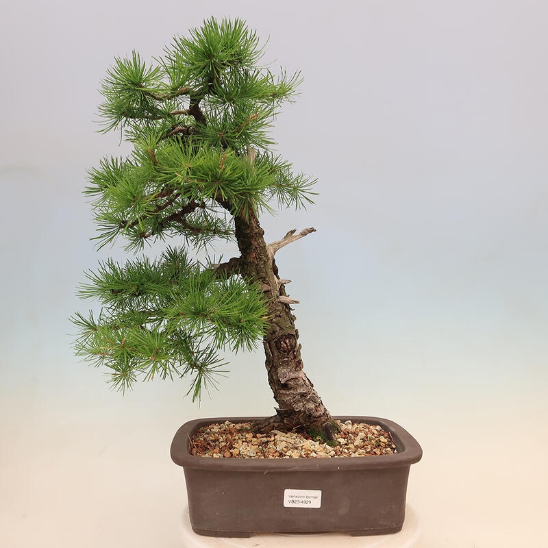Outdoor bonsai - Larix decidua - Larch