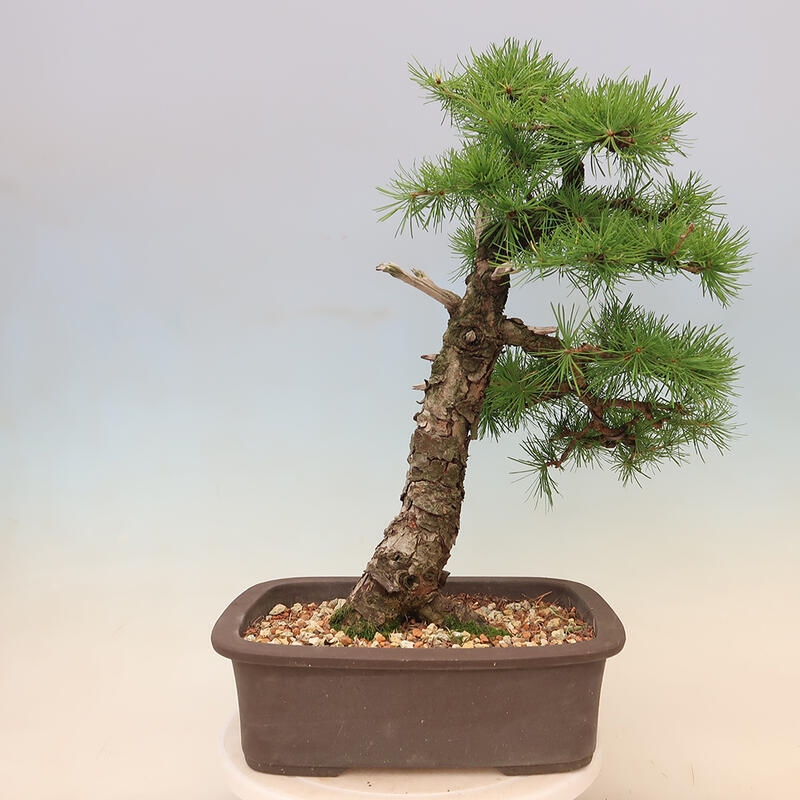 Outdoor bonsai - Larix decidua - Larch