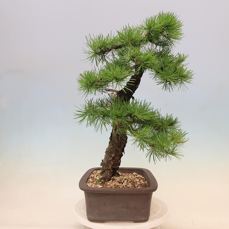 Outdoor bonsai - Larix decidua - Larch