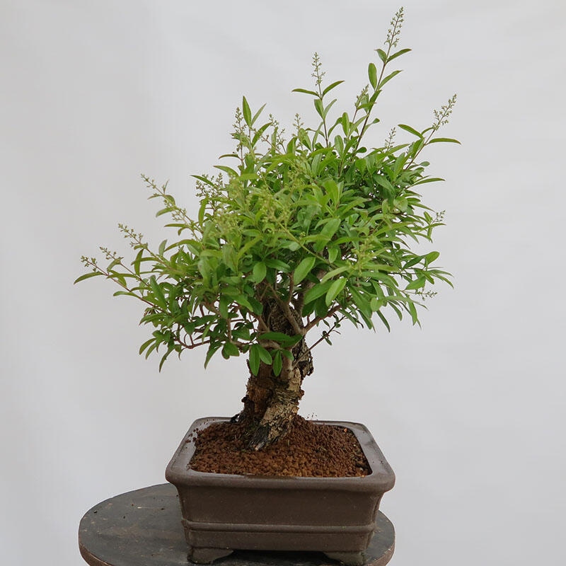 Outdoor bonsai - Ligustrum vulgare - Bird's eye view