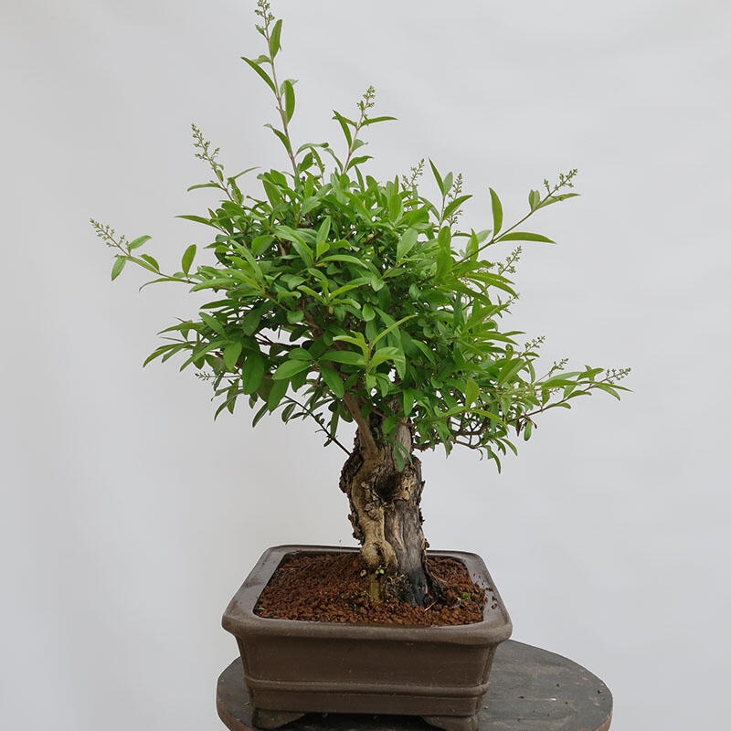 Outdoor bonsai - Ligustrum vulgare - Bird's eye view