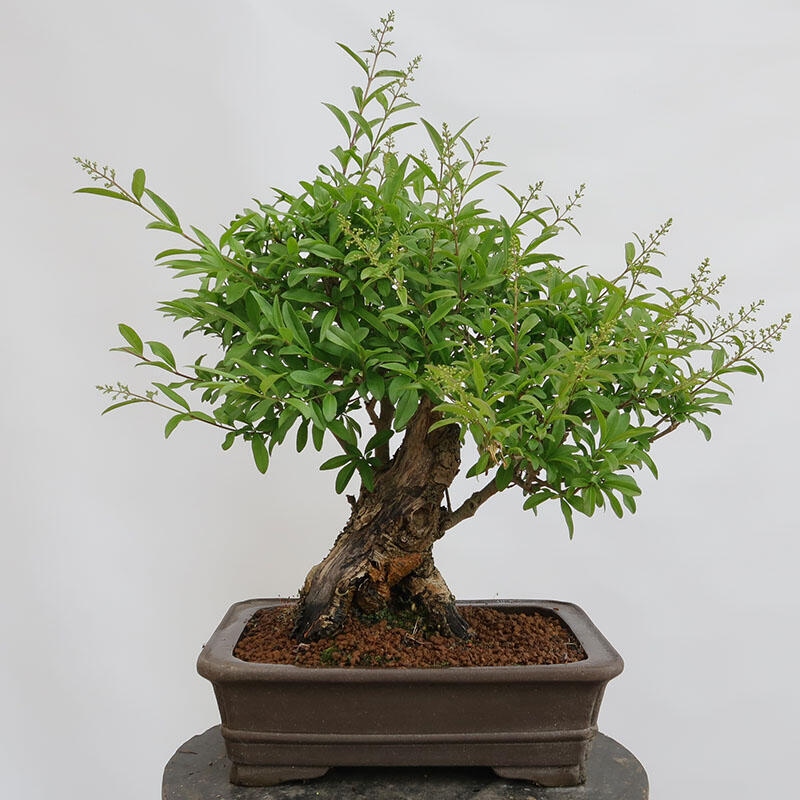 Outdoor bonsai - Ligustrum vulgare - Bird's eye view