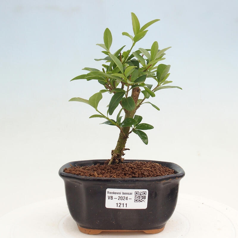 Outdoor bonsai - Ligustrum vulgare - Bird's eye view