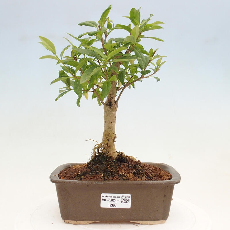 Outdoor bonsai - Ligustrum vulgare - Bird's eye view