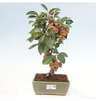 Outdoor bonsai -Malus halliana - Small-fruited apple tree - e-bonsai.com