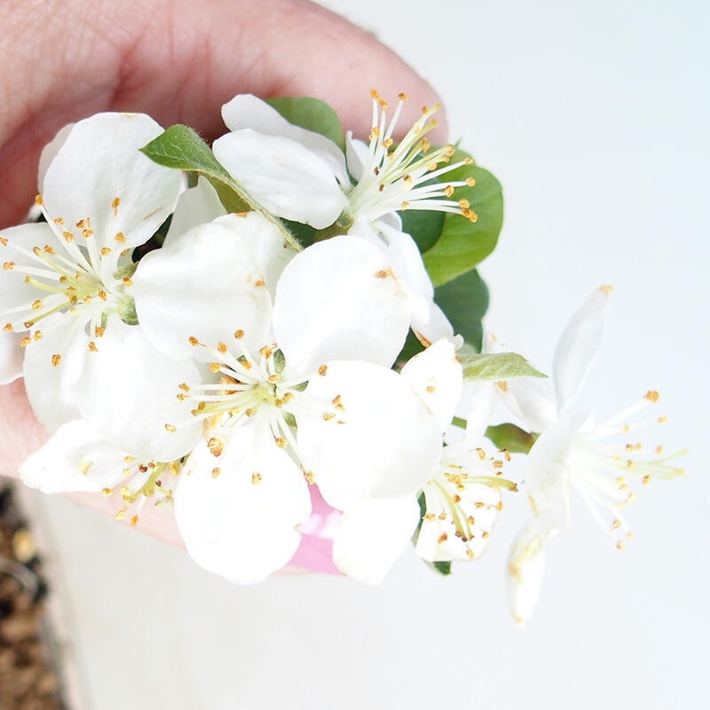Outdoor bonsai - Malus sargentii - Small-fruited apple tree