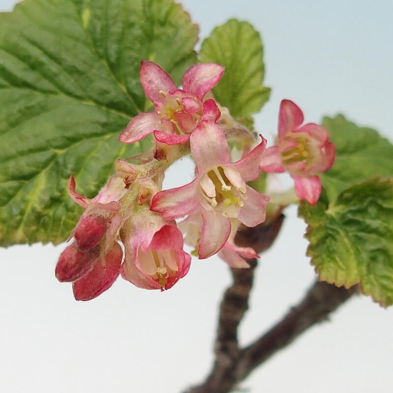 Outdoor bonsai - Blood meruzalka - Ribes sanguneum