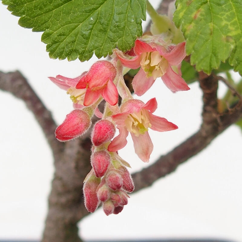 Outdoor bonsai - Blood meruzalka - Ribes sanguneum