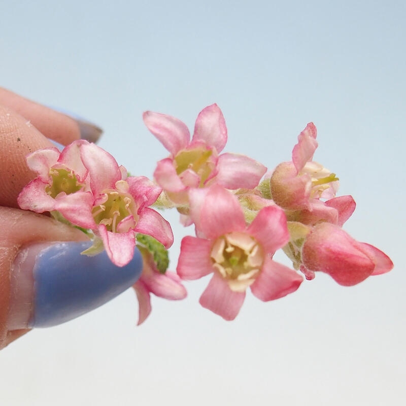 Outdoor bonsai - Blood meruzalka - Ribes sanguneum