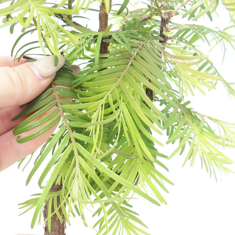 Outdoor bonsai - Metasequoia glyptostroboides - Chinese Metasequoia