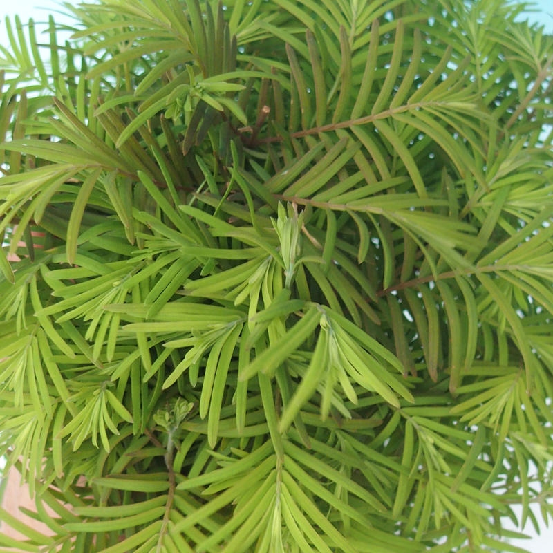 Outdoor bonsai - Metasequoia glyptostroboides - Chinese Metasequoia