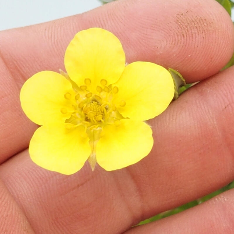 Outdoor bonsai-Cinquefoil - Potentila fruticosa yellow Bird