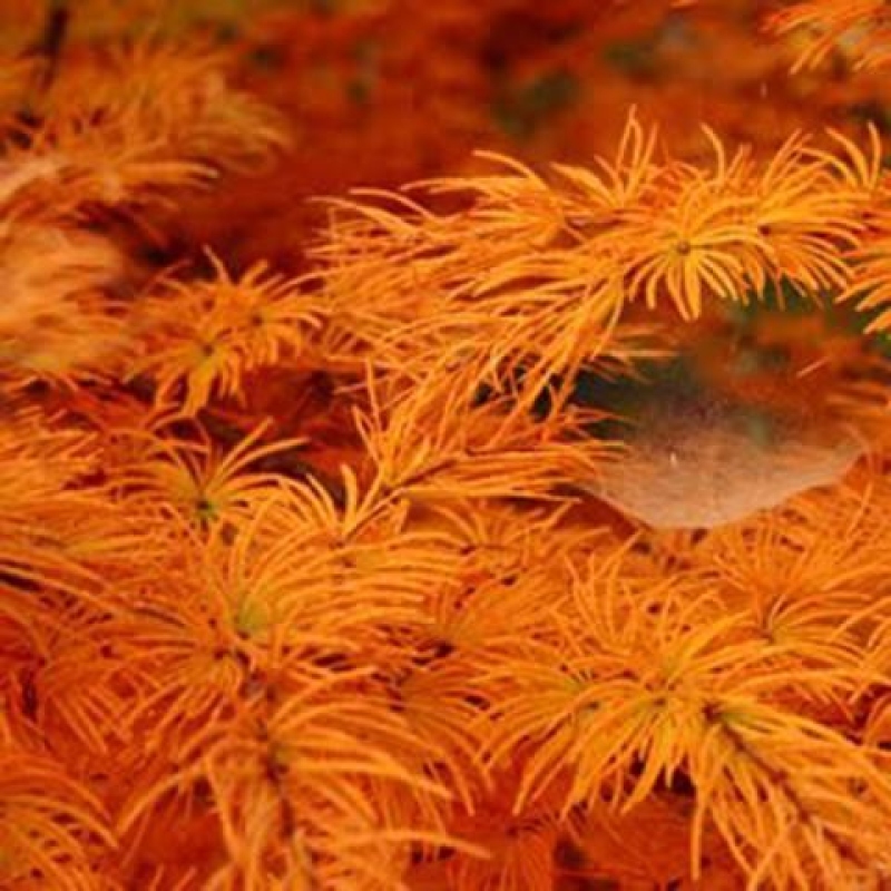 Outdoor bonsai - Larix Kaempferi - Japanese Larch