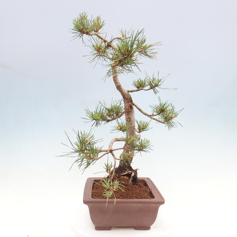 Outdoor bonsai - Pinus Sylvestris - Scots pine
