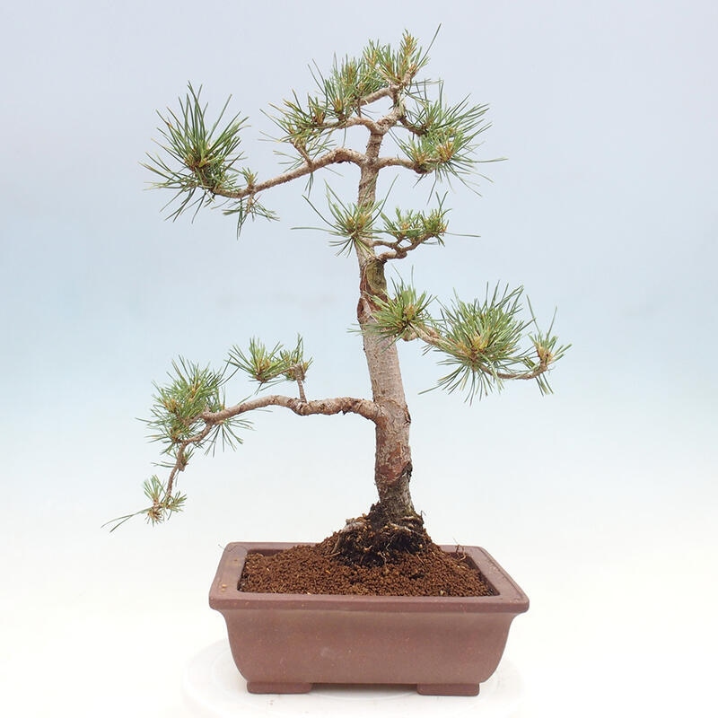 Outdoor bonsai - Pinus Sylvestris - Scots pine