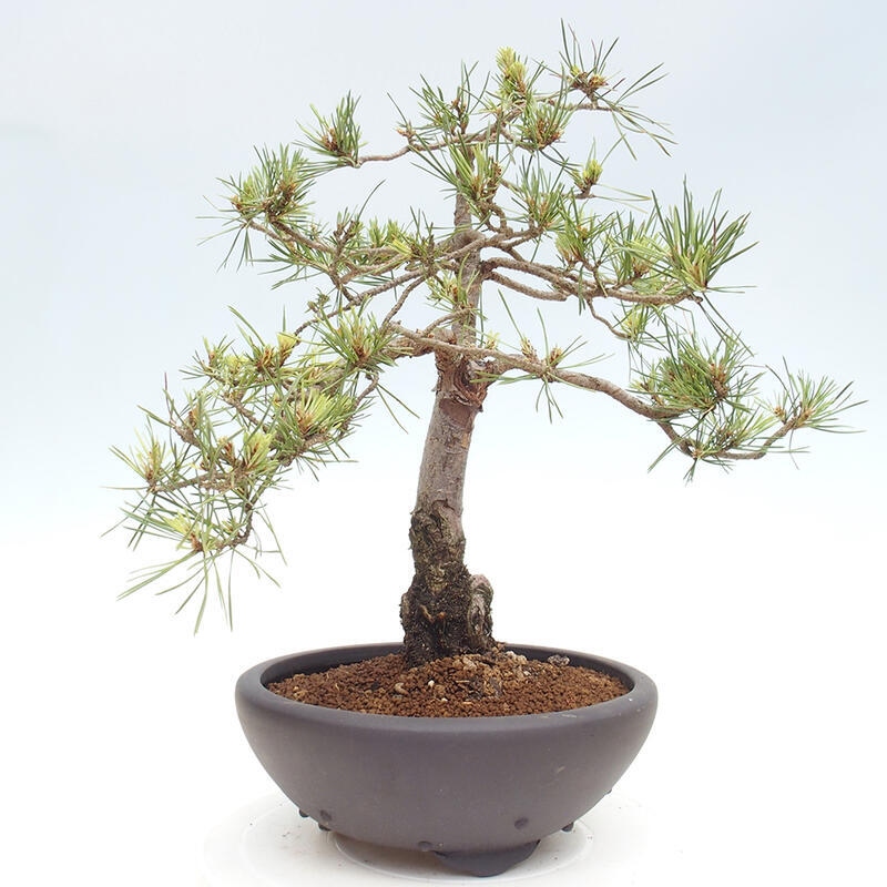 Outdoor bonsai - Pinus Sylvestris - Scots pine