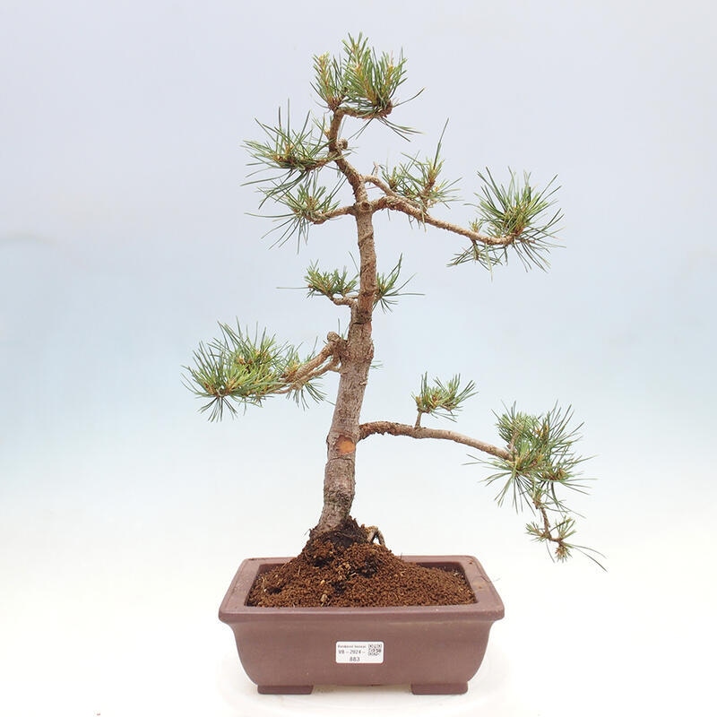 Outdoor bonsai - Pinus Sylvestris - Scots pine