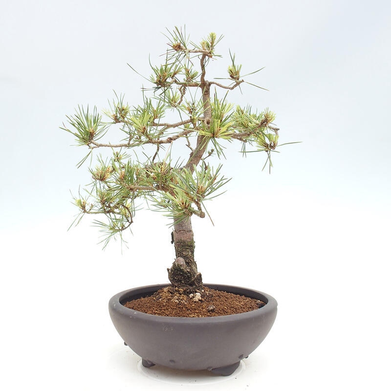 Outdoor bonsai - Pinus Sylvestris - Scots pine