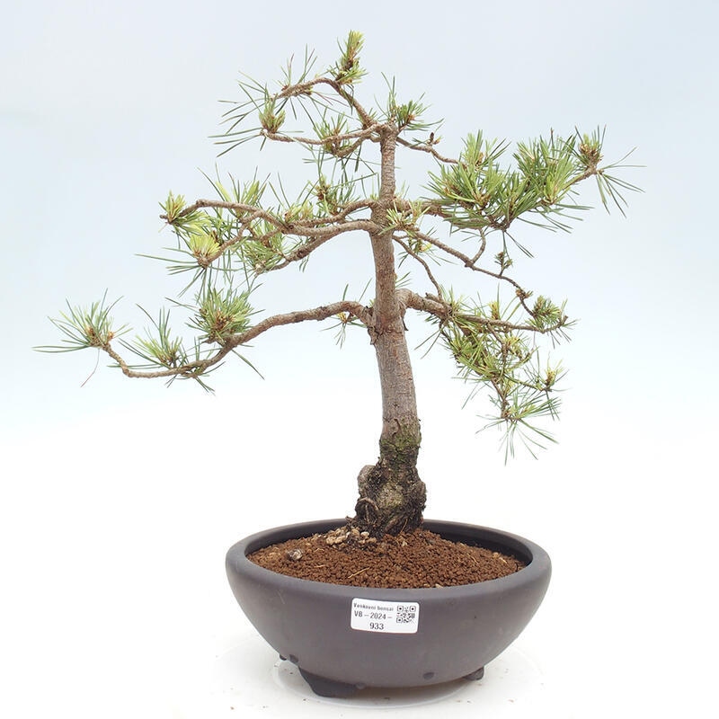 Outdoor bonsai - Pinus Sylvestris - Scots pine