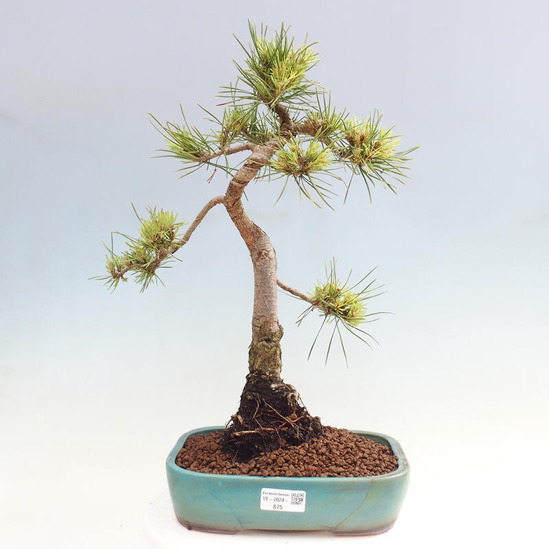 Outdoor bonsai - Pinus Sylvestris - Scots pine