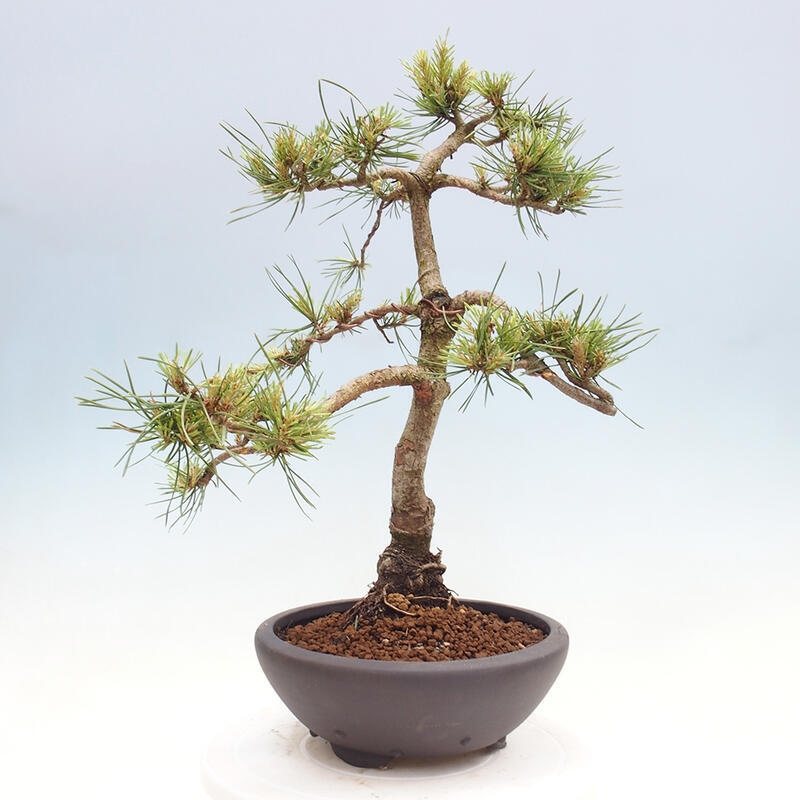 Outdoor bonsai - Pinus Sylvestris - Scots pine