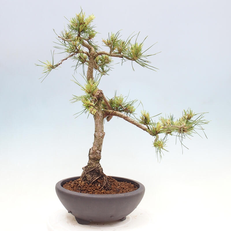 Outdoor bonsai - Pinus Sylvestris - Scots pine