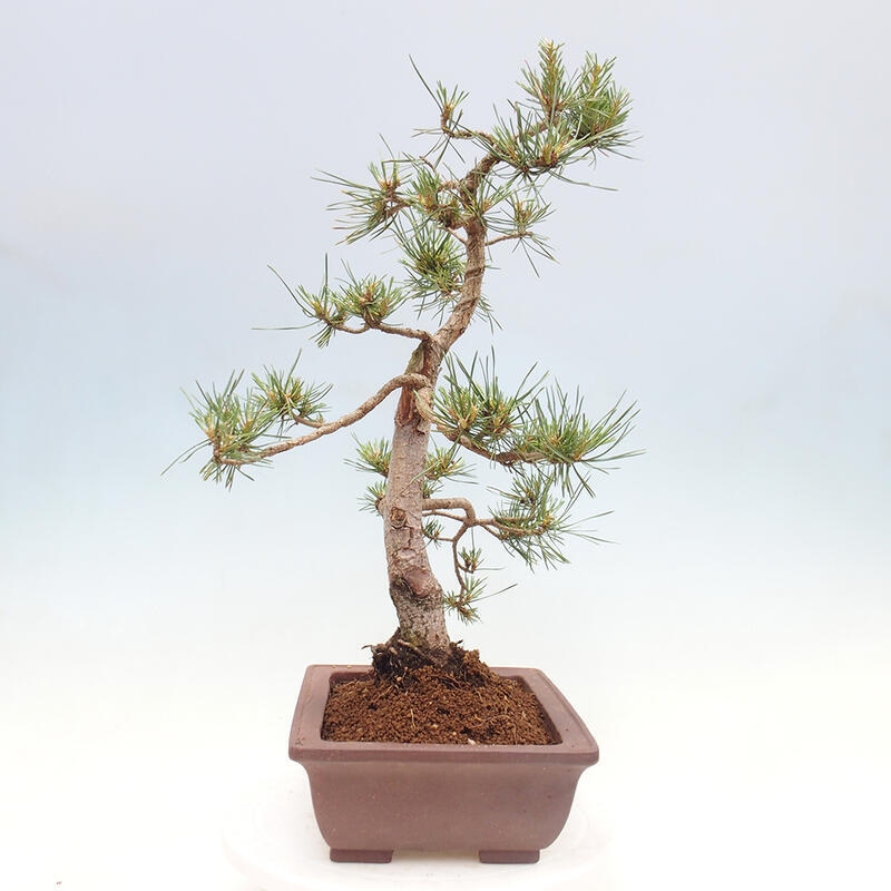 Outdoor bonsai - Pinus Sylvestris - Scots pine
