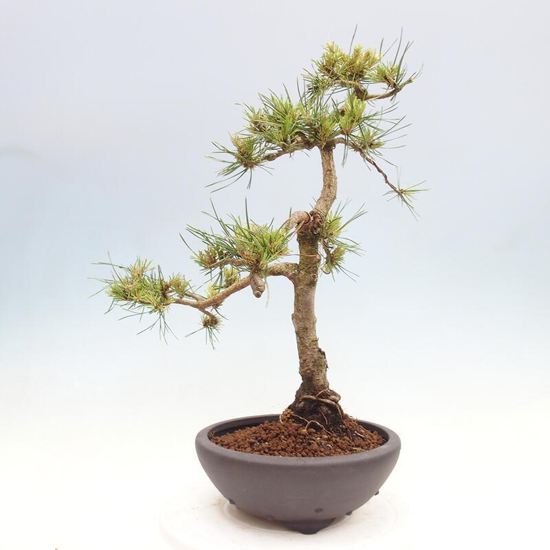 Outdoor bonsai - Pinus Sylvestris - Scots pine