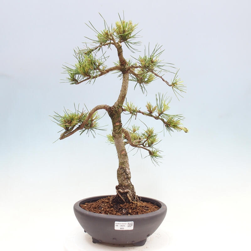 Outdoor bonsai - Pinus Sylvestris - Scots pine