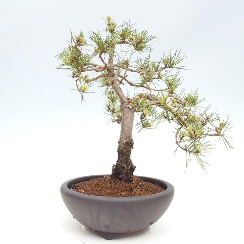 Outdoor bonsai - Pinus Sylvestris - Scots pine