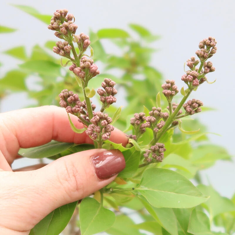Outdoor bonsai - Lilac - Syringa vulgaris