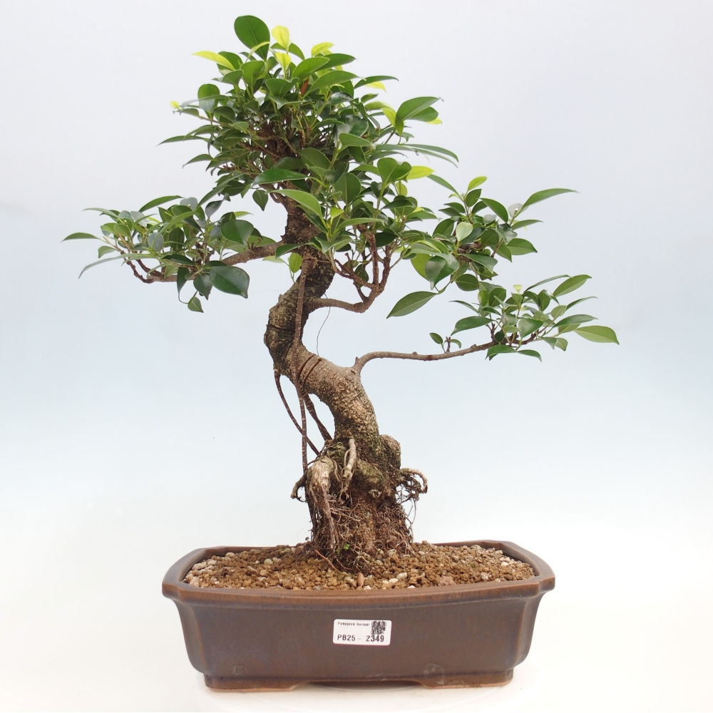 Indoor bonsai - Ficus kimmen - small-leaved ficus
