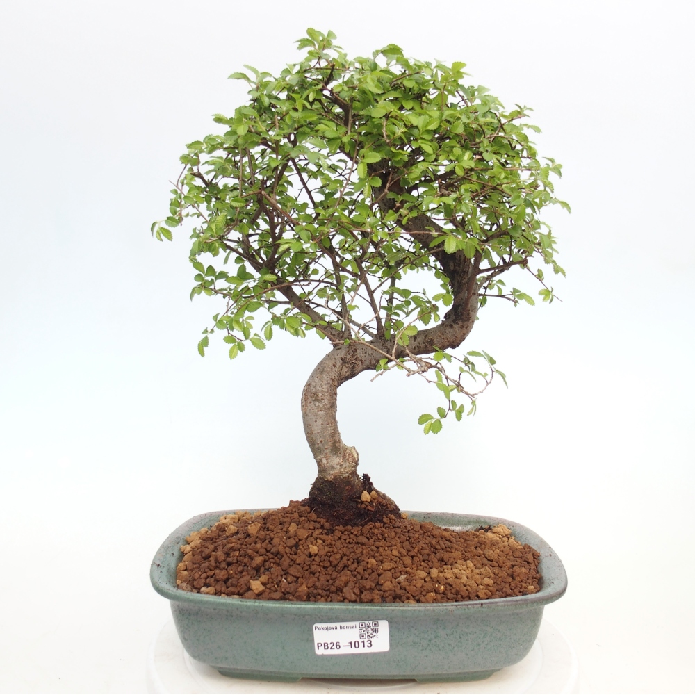 Room bonsai - Ulmus parvifolia - Small-leaved elm