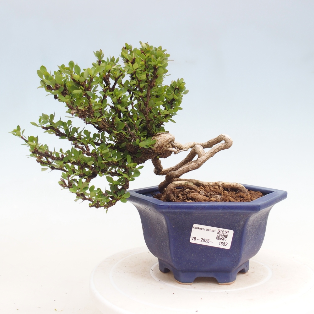 Outdoor bonsai - Berberis coreana