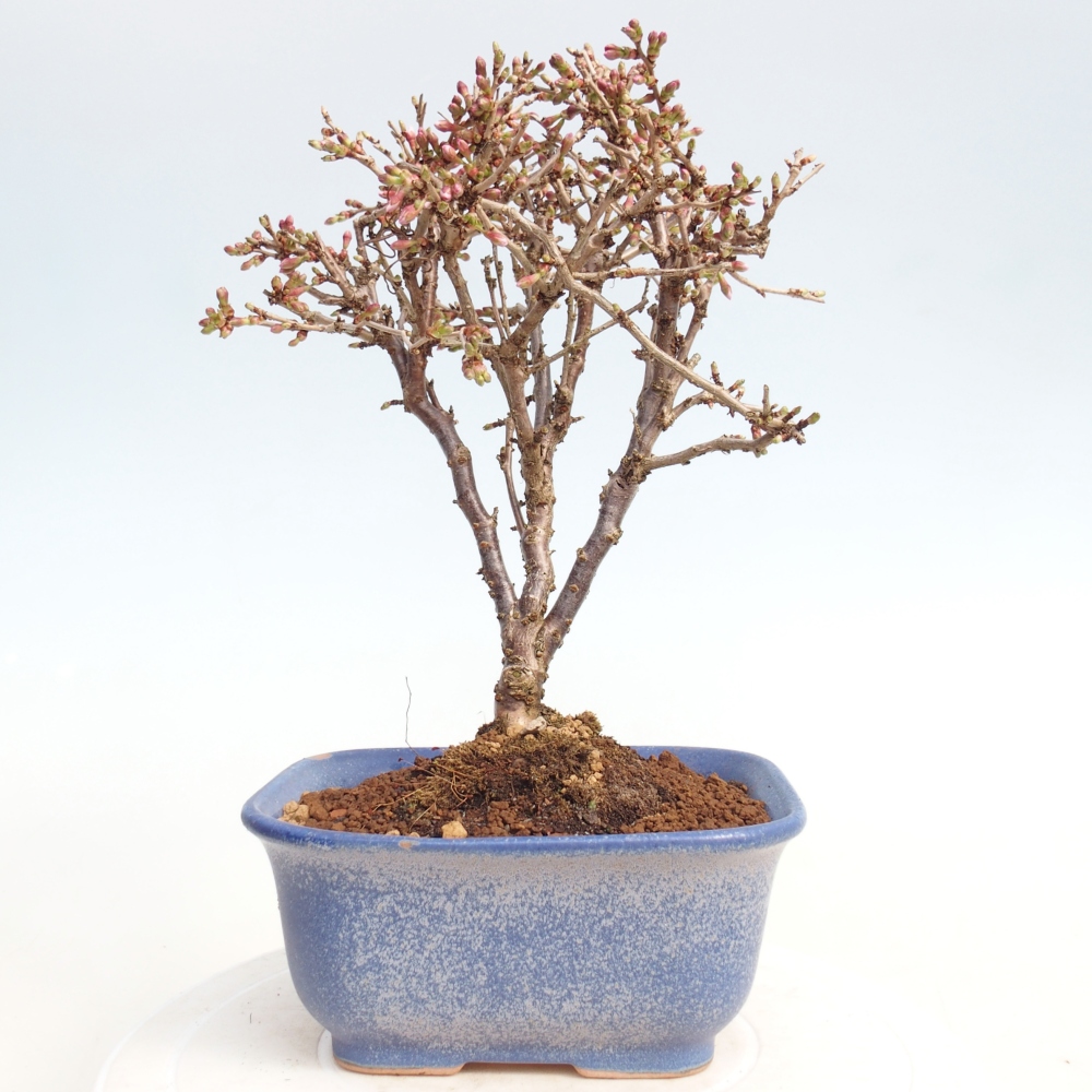 Outdoor bonsai - Prunus incisa Kojou-no mai-Plivon cut out