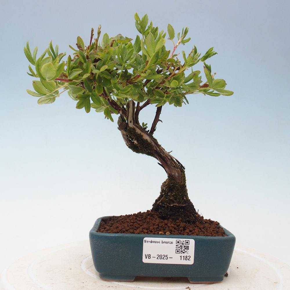 Outdoor bonsai-Cinquefoil - Potentila fruticosa yellow Bird