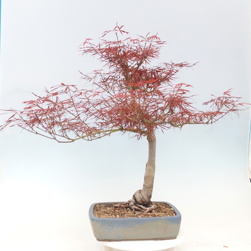 Outdoor bonsai - Acer palmatum RED PYGMY