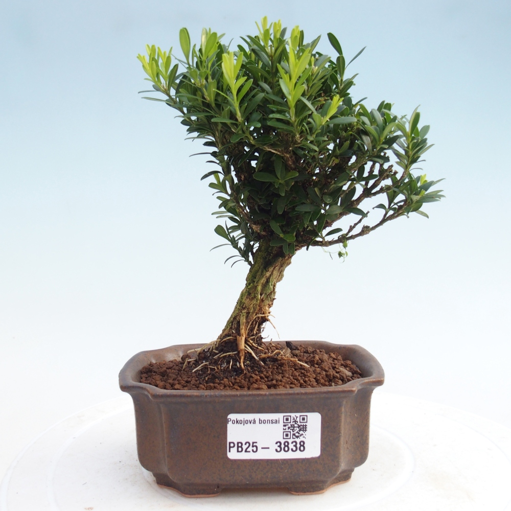 Room bonsai - Buxus harlandii - cork buxus