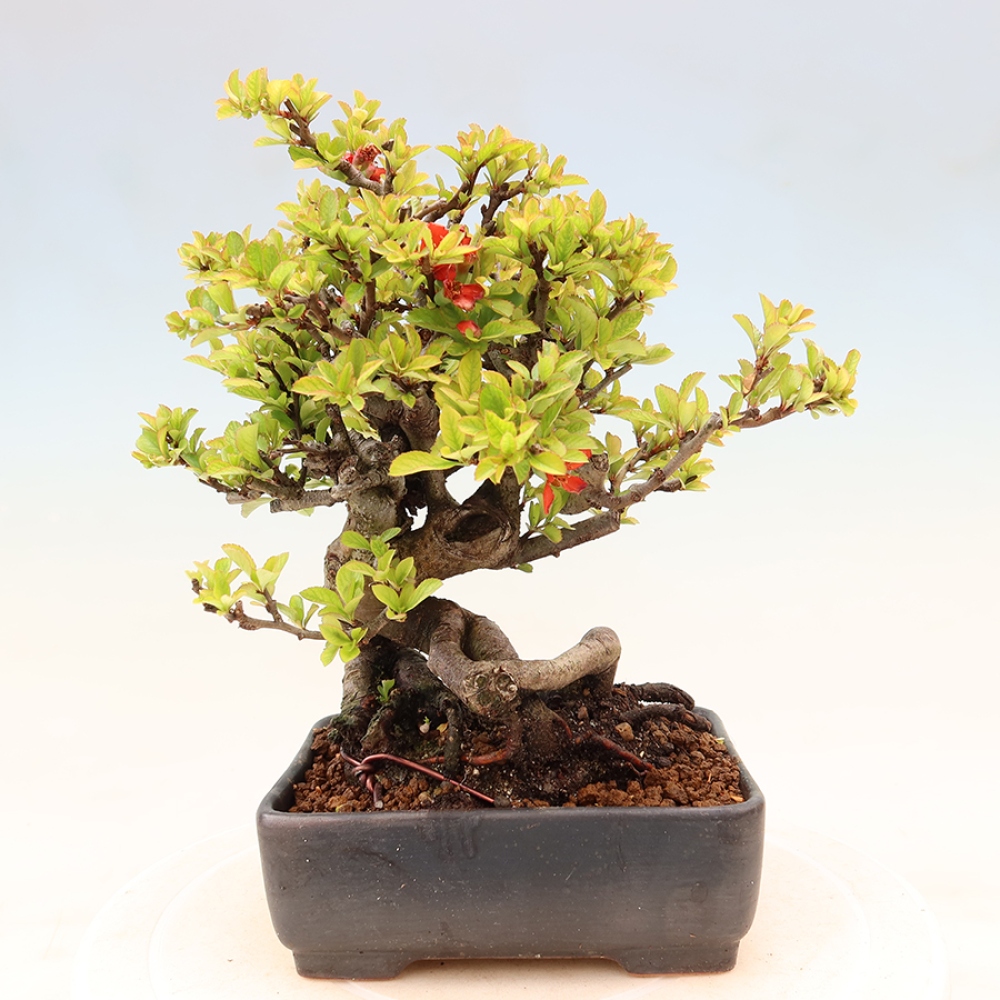 Outdoor bonsai - Chaneomeles speciosa Chojubai