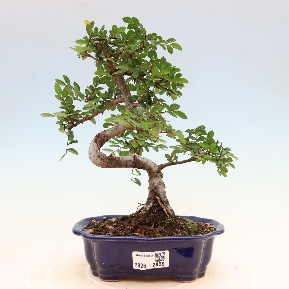 Room bonsai - Ulmus parvifolia - Small-leaved elm