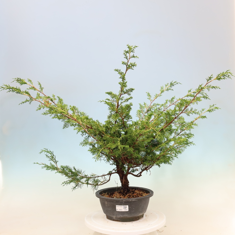 Outdoor bonsai - Juniperus chinensis Itoigawa