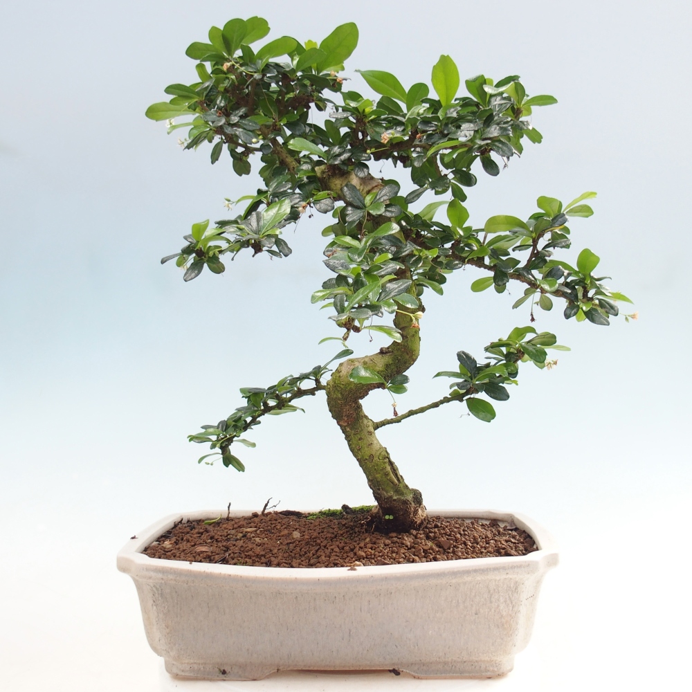 Room bonsai - Carmona macrophylla - Tea fuki