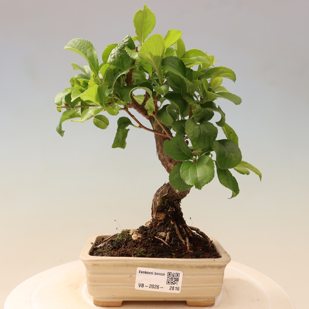Outdoor bonsai - Celastrus orbiculatus