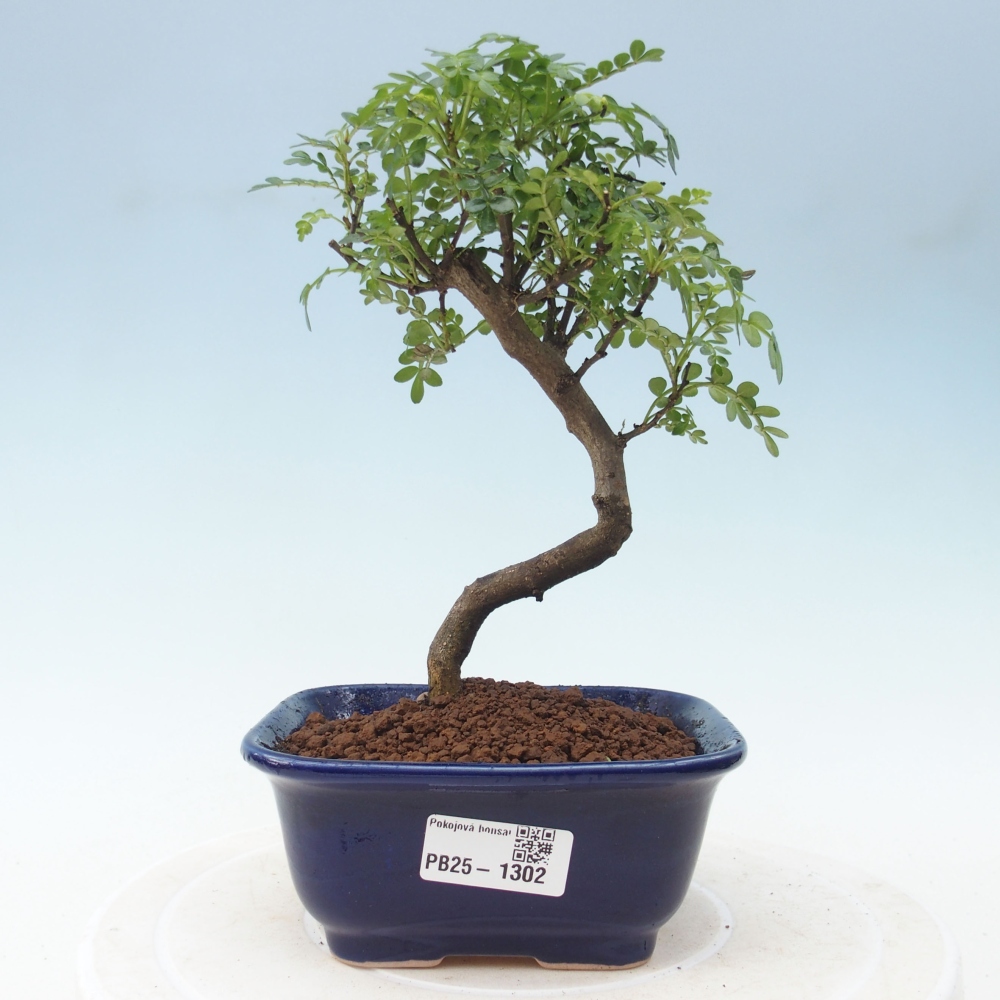 Indoor bonsai - Zantoxylum piperitum - Peppermint