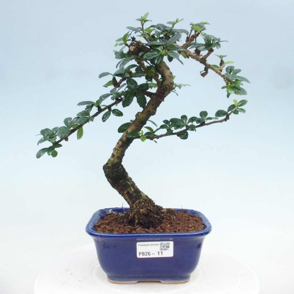 Room bonsai - Carmona macrophylla - Tea fuki