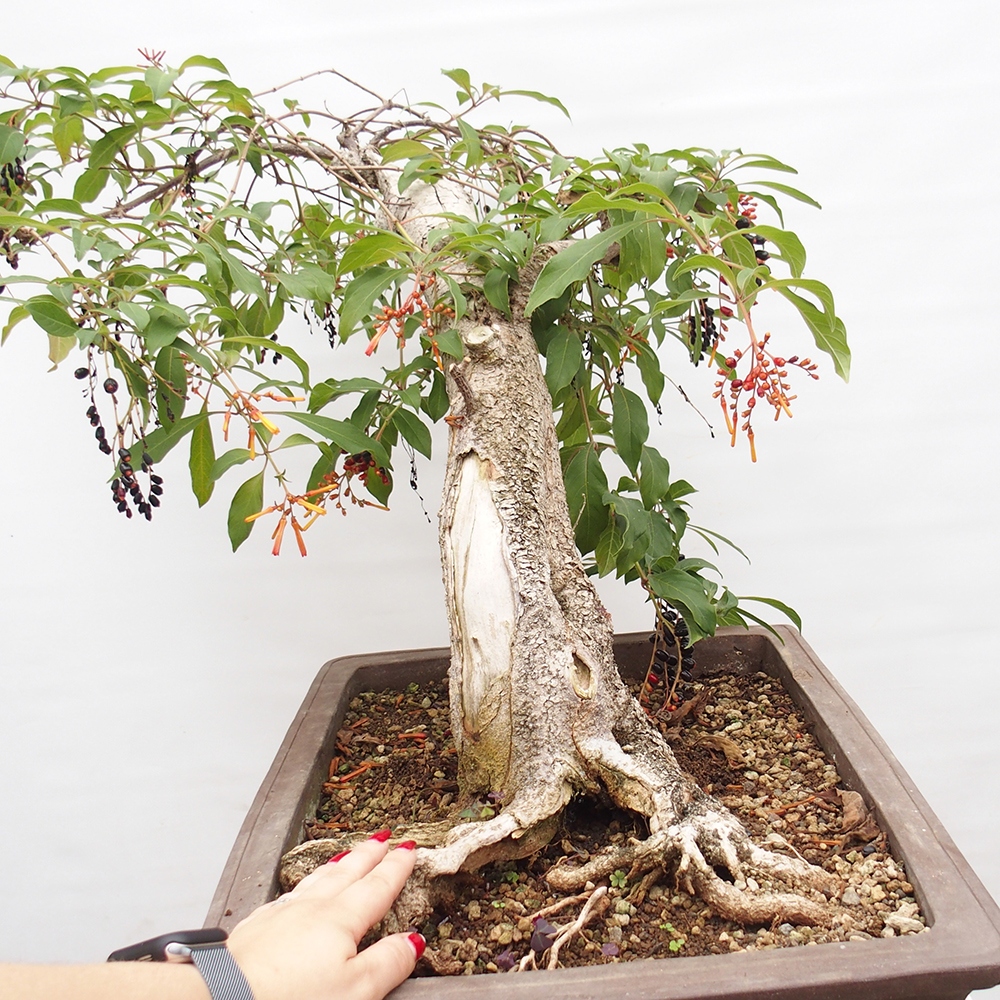 Room bonsai - Hamelia patent