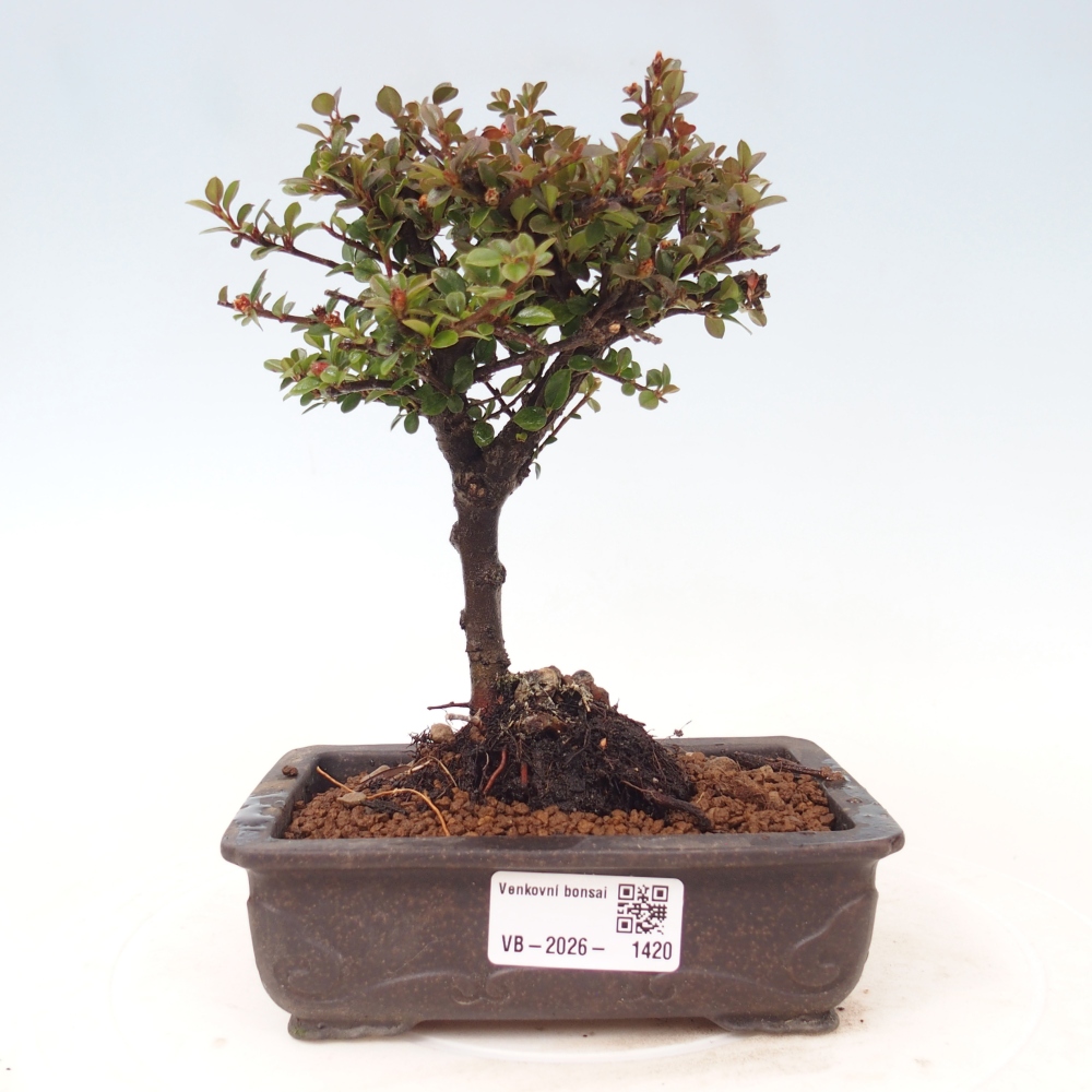 Outdoor bonsai - Cotoneaster horizontalis - Rocky Mountain